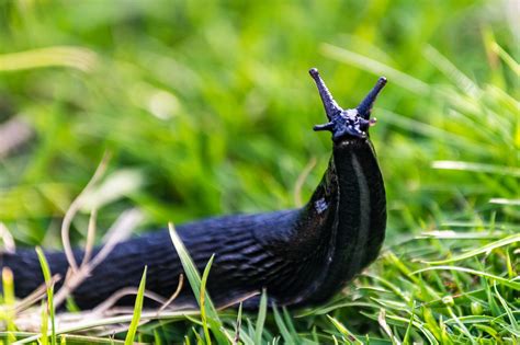 Are There Masses Of Slugs Heading Toward Your Yard