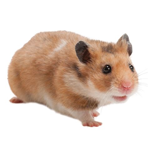 Female Fancy Bear Syrian Hamster For Sale Live Pet Hamster Petsmart