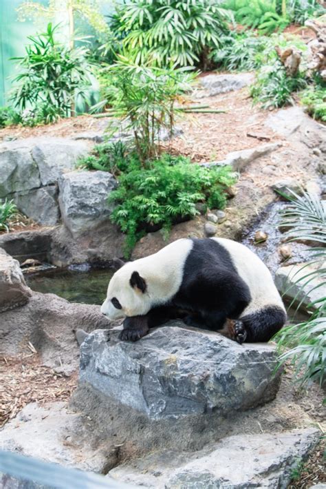 Panda Monium At The Calgary Zoo Panda Passage • Chandeliers And Champagne
