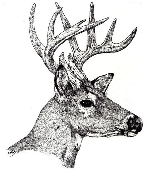 Ten Point Buck Art Print By Debra Sandstrom Deer Drawing Deer Art