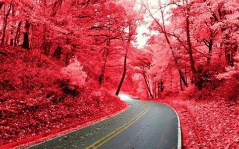 Road Between Red Autumn Leafed Trees Branches During Daytime Hd Nature