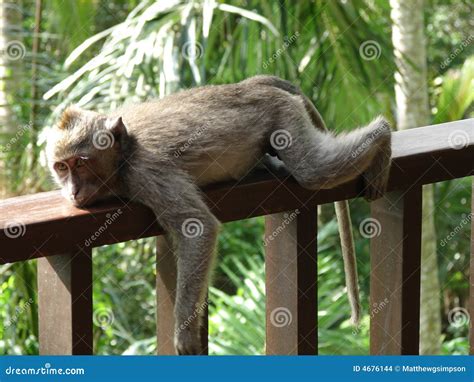 Lazy Little Monkey Stock Images Image 4676144