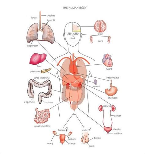 Women with these body shapes tend to gain weight in their stomach before anywhere else. 18+ Body Outline Templates - PDF, DOC | Free & Premium ...