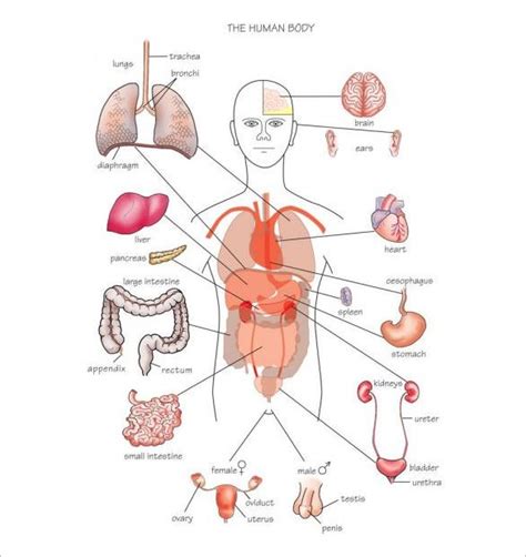 Female organs diagram science education scienceeducations human anatomy drawing female organs female organs diagram organs labeled system for kids female organs diagram. 18+ Body Outline Templates - PDF, DOC | Free & Premium ...