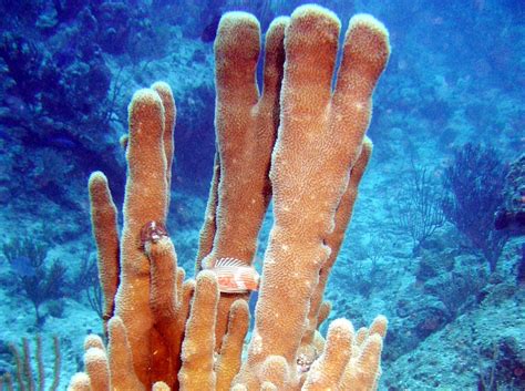 Pillar Coral Dendrogyra Cylindrus Photo Sea Life Turks And Caicos