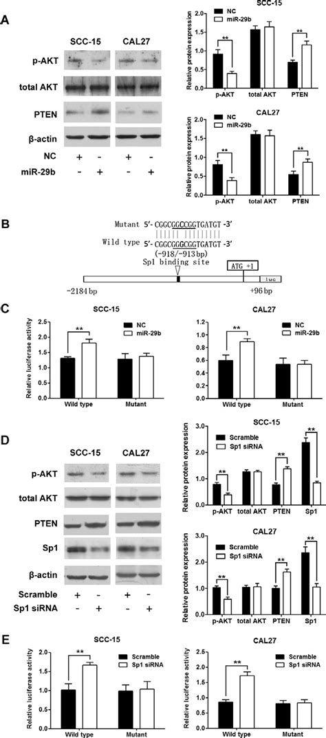 mir 29b activated the pten akt signaling pathway by reducing the download scientific diagram