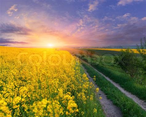 Summer Landscape With A Field Of Yellow Flowers Sunrise Stock Photo