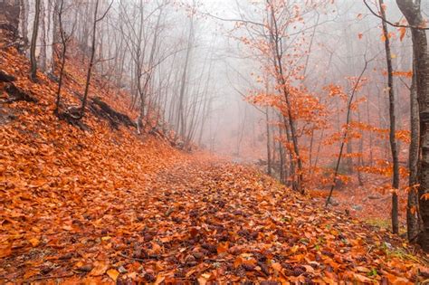 Premium Photo Misty Autumn Forest In The Mountains Beautiful Mystical