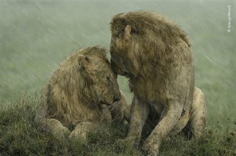 Dois Leões Machos Se Acariciam Em Meio A Tempestade Em Foto Vencedora