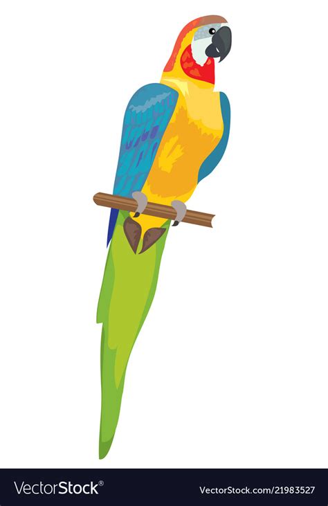 Parrot Macaw Royalty Free Vector Image Vectorstock