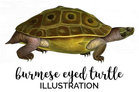 American Box Turtle Vintage Reptile Turtle Watercolor Clip Art