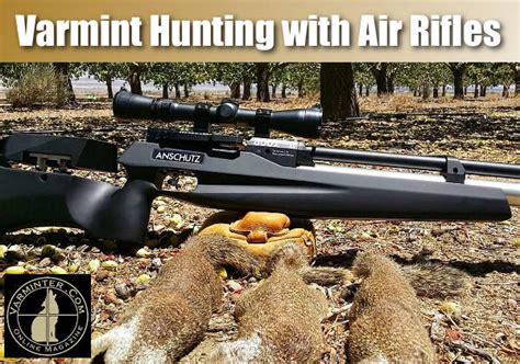 Varmint Hunting With Air Rifles Within