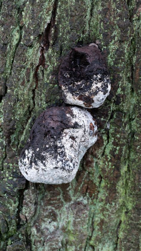 Mouldy Coal Fungus David Flickr