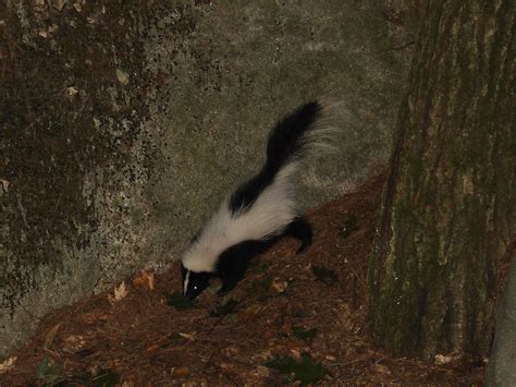 Skunk One Of Two Skunks Living Under A Boulder On Our Site Flickr