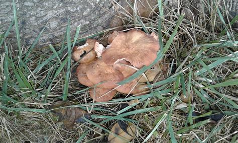 Identification Of Yard Mushrooms Possible Tree Fungi Dangerous To