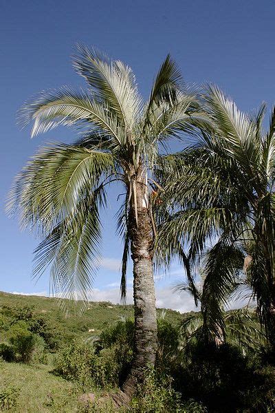 Check spelling or type a new query. Parajubaea sunkha - Palmpedia - Palm Grower's Guide