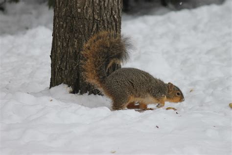 Squirrel In The Snow At The University Of Michigan Februa Flickr