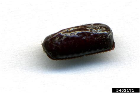 Australian Cockroach Periplaneta Australasiae