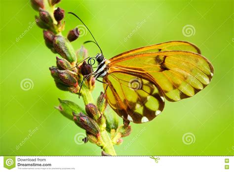 Mooie Glasswinged Vlinder Met Transparante Vleugels Mooie Vlinder In De