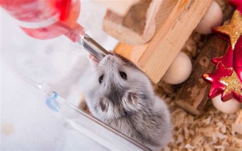 Diy Hamster Water Bottle Its Easy To Make Your Own Super Naturale