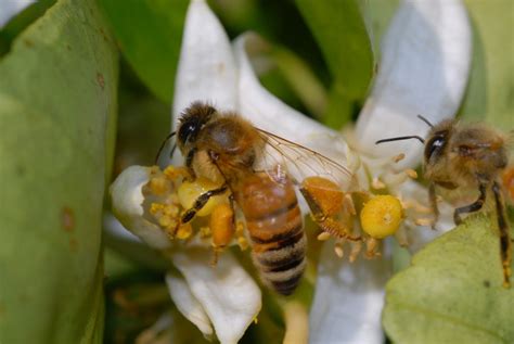 Whats The Buzz On Bees Ufifas Pesticide Information