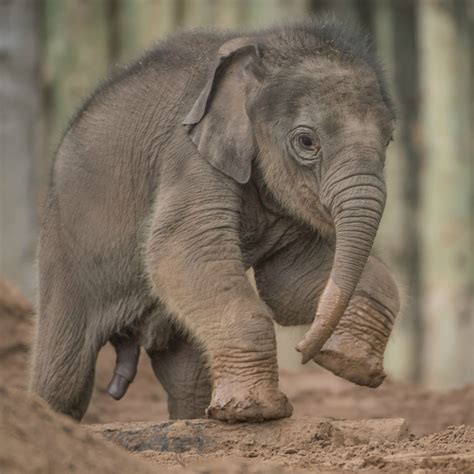 Elephant Calf Born Three Months Late Gets A Name Zooborns
