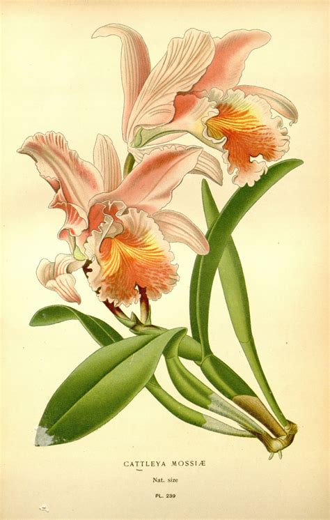 Orchid Print Tropical Flower Illustrations Botanical Prints Etsy