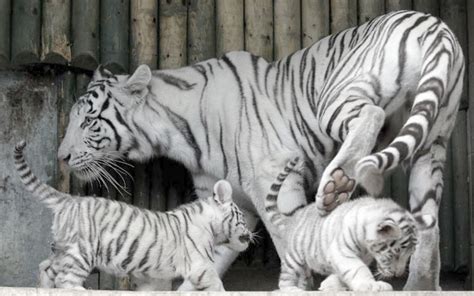Baby White Tigers Wallpapers 2013 Wallpapers
