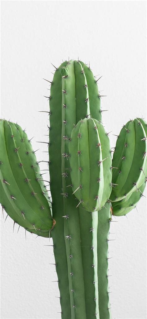 Cactus Plant Iphone 11 Wallpapers Free Download