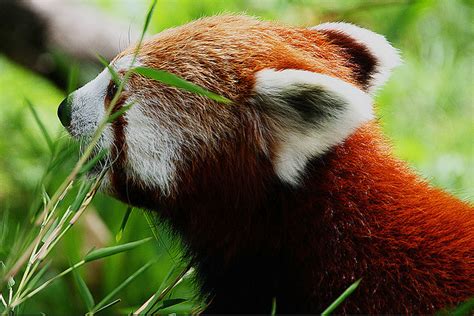 Red Pandas Are Listed As Vulnerable On The Iucn At Awesome Animals