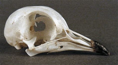 Columba Livia Rock Pigeon Skullsite