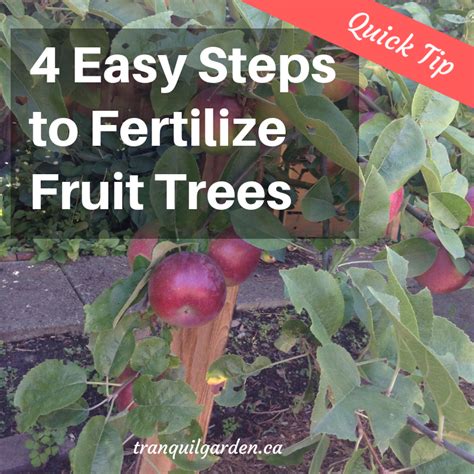 To make molasses tea, you just mix one to three tablespoons of preferably organic molasses into a gallon of water. Fruit Tree Fertilizer: How To Make And Apply Homemade ...