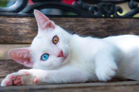 Odd Eyed Cat Heterochromia Photos Cat World