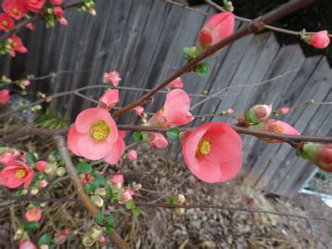 Texas Scarlet Flowering Quince Chaenomeles Speciosa Leveridge