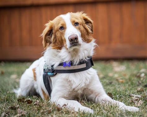 Learn more about scent dog training at Adopt Cosmo on Petfinder in 2020 | Brittany spaniel, Dog adoption, Border collie rescue