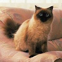Maybe you would like to learn more about one of these? Cat Breed Selector | Types of Cats UK | WHISKAS® UK