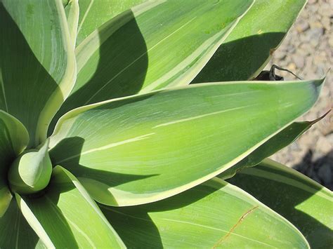 5 more photos view gallery. Ray of Light Fox Tail Agave (Agave attenuata 'AGAVWS') in ...