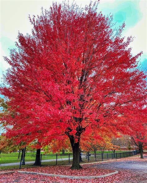 The Red Tree Fall Foliage Seasons Of Change Nature Photography