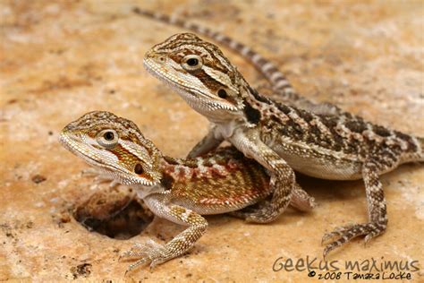 Juvenile Bearded Dragons By Geekusmaximus On Deviantart