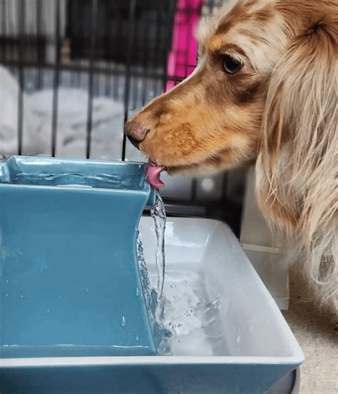 5 Best Dog Water Fountains Australia 2023 Buyers Guide