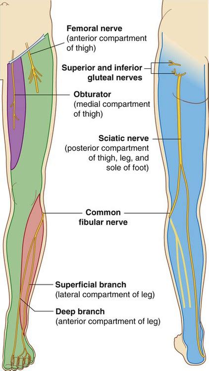 Lower Body Nerves Anatomy Nerve Supply Of The Human Leg Wikipedia