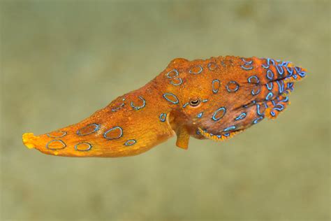 Blue Ringed Octopus Ailynadetola