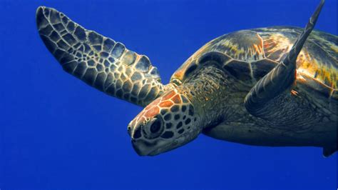 Protecting Endangered Sea Turtles In Malaysia Gef