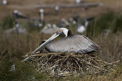 Nest Watch In 360 Pelicans Terns And Ibis Audubon North Carolina