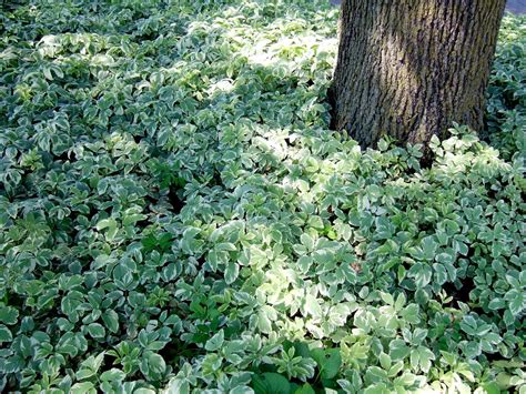 10 Easy Care Groundcovers For Shade That Grow In Tough Spots Ground