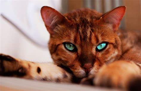 Bengal cats are not less hairy, nor do they produce less protein. Do Bengal Cats Shed? - Bengal Cat Care