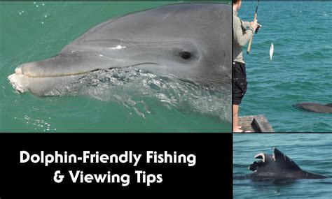 Be Dolphin Safe Sarasota Dolphin Research Program