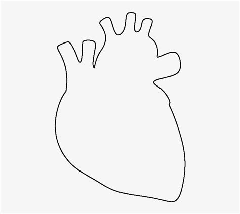 Simple Anatomical Heart Drawing At Explore