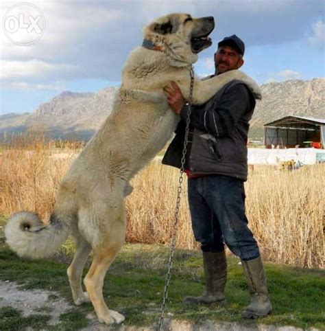 The Holy Fire On Twitter Kurdish Kangal Worlds Biggest Dog