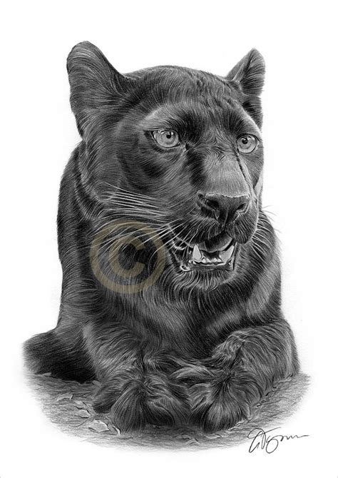 Black Panther Artwork Pencil Drawing Print Artwork Signed By Artist Gary Tymon Big Cat Art